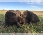 Small Photo #6 Labrador Retriever Puppy For Sale in CHESNEE, SC, USA