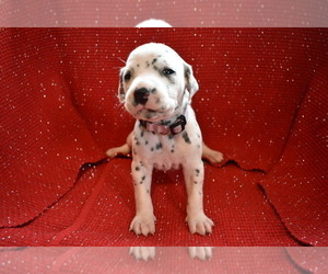 Dalmatian Puppy for sale in HUNTINGTON, AR, USA