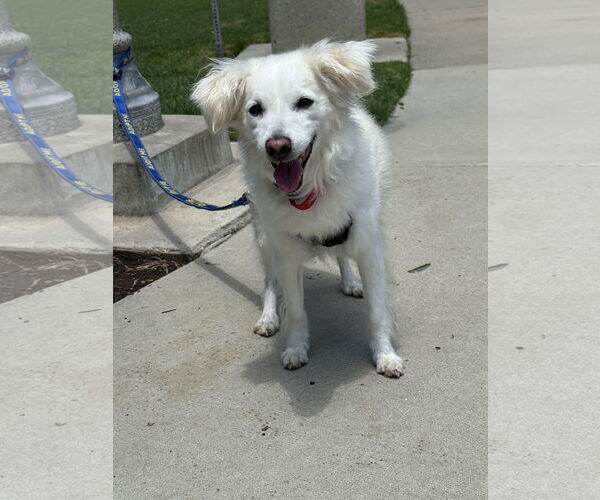 Medium Photo #2 American Eskimo Dog-Spaniel Mix Puppy For Sale in Mission Viejo, CA, USA