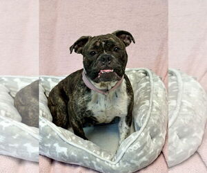 Bulldog Dogs for adoption in Spring Lake, NJ, USA