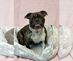 Small Bulldog