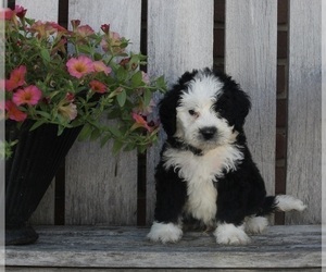 Bernedoodle (Miniature) Puppy for sale in FREDERICKSBURG, OH, USA