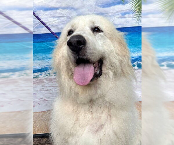 Medium Photo #3 Great Pyrenees Puppy For Sale in Spring, TX, USA
