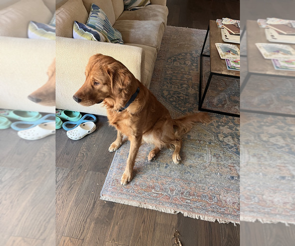 Medium Photo #2 Golden Retriever Puppy For Sale in DALLAS, TX, USA