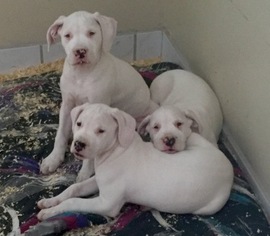 Dogo Argentino Puppy for sale in SOUTH DARTMOUTH, MA, USA