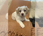 Small #1 Shih Tzu Mix