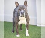 Small American Pit Bull Terrier