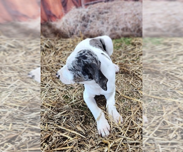 Medium Photo #4 Catahoula Leopard Dog Puppy For Sale in CUMBY, TX, USA
