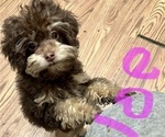 Small Photo #9 Poodle (Toy)-ShihPoo Mix Puppy For Sale in MUNDELEIN, IL, USA