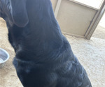 Small Photo #2 Labrador Retriever Puppy For Sale in MARYVILLE, TN, USA