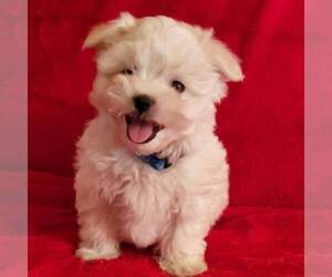 Maltese Puppy for sale in PARADISE, PA, USA