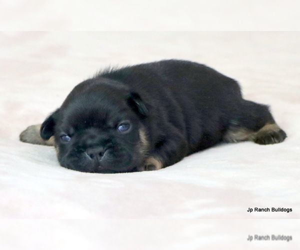 Medium Photo #31 French Bulldog Puppy For Sale in WINNSBORO, TX, USA