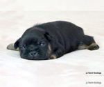 Small Photo #31 French Bulldog Puppy For Sale in WINNSBORO, TX, USA