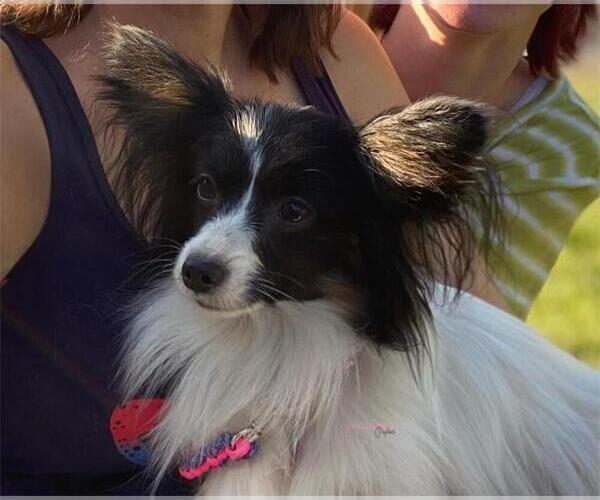 Medium Photo #1 Papillon Puppy For Sale in MINNEAPOLIS, MN, USA