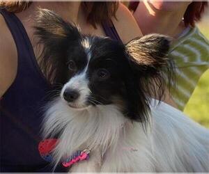 Mother of the Papillon puppies born on 01/02/2024