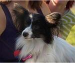 Small Photo #1 Papillon Puppy For Sale in MINNEAPOLIS, MN, USA