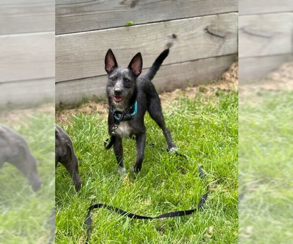 Medium Photo #13 Mutt Puppy For Sale in Brooklyn Center, MN, USA