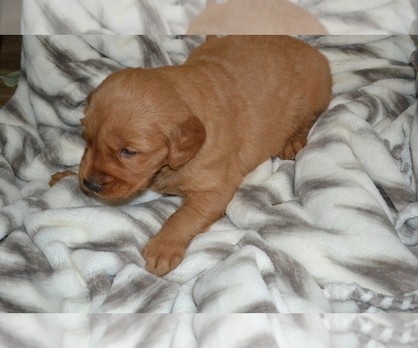 Medium Photo #30 Golden Retriever Puppy For Sale in GREENWOOD, WI, USA