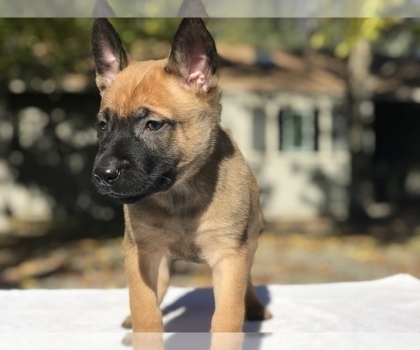 Medium Photo #4 Belgian Malinois Puppy For Sale in VACAVILLE, CA, USA