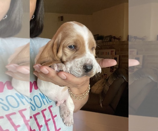 Medium Photo #9 Basset Hound Puppy For Sale in MISSOURI CITY, TX, USA
