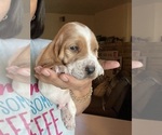Small Photo #9 Basset Hound Puppy For Sale in MISSOURI CITY, TX, USA