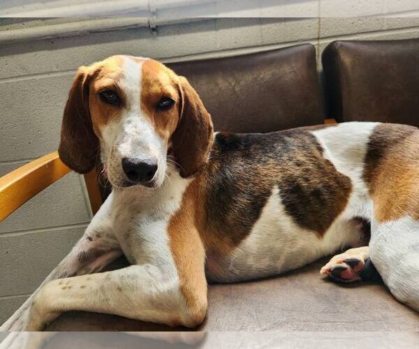 Medium Photo #12 Mutt Puppy For Sale in North Myrtle Beach, SC, USA