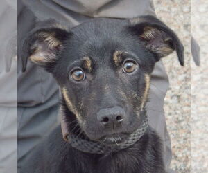 Medium German Shepherd Dog Mix