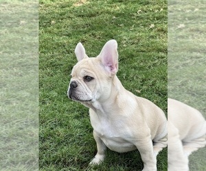 French Bulldog Puppy for sale in MURRIETA, CA, USA
