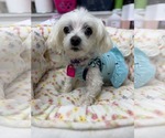 Small #1 Maltese