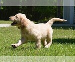 Small Photo #2 Goldendoodle Puppy For Sale in LIVE OAK, FL, USA