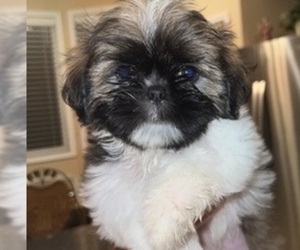 Shih Tzu Puppy for sale in LUTZ, FL, USA