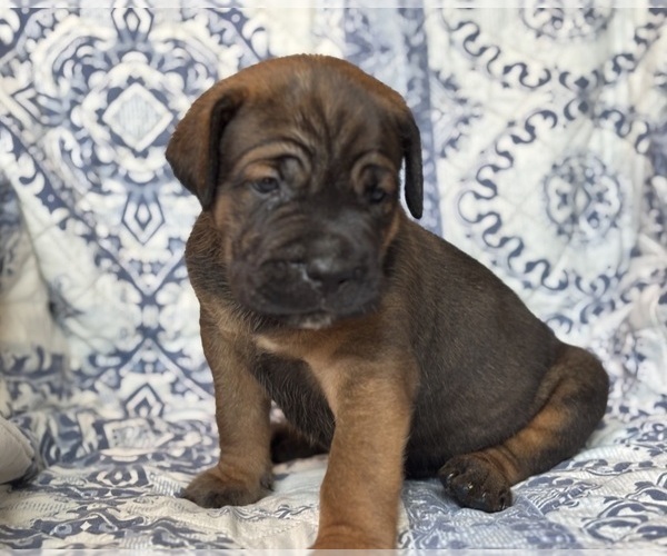 Medium Photo #4 Cane Corso Puppy For Sale in NEWTON, NJ, USA