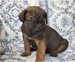 Small #3 Cane Corso