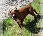 Small #2 Boxer