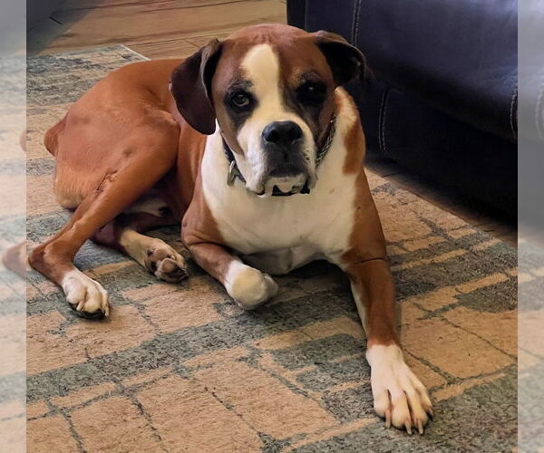 Medium Photo #4 Boxer Puppy For Sale in Austin, TX, USA