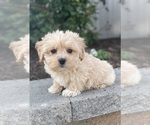 Small #3 Coton de Tulear-Poodle (Toy) Mix