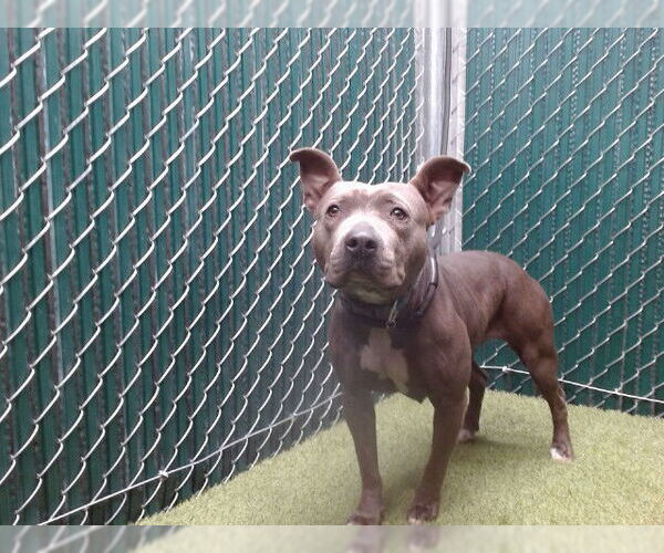Medium Photo #1 American Pit Bull Terrier Puppy For Sale in Downey, CA, USA