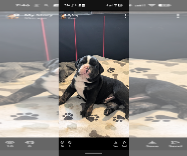 Medium Photo #3 Olde English Bulldogge Puppy For Sale in OSCEOLA, IN, USA