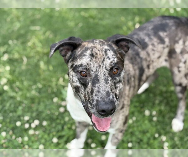 Medium Photo #1 Catahoula Leopard Dog-Unknown Mix Puppy For Sale in Tulsa, OK, USA