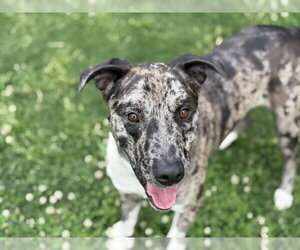 Catahoula Leopard Dog-Unknown Mix Dogs for adoption in Tulsa, OK, USA