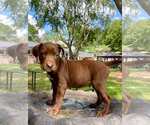 Small #2 Mutt