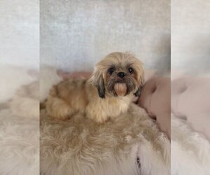 Shih Tzu Puppy for sale in STUART, FL, USA
