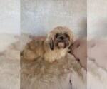 Small Shih Tzu