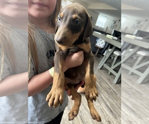 Doberman Pinscher Puppy for sale in JOHNSON CITY, TN, USA