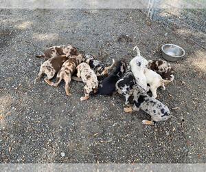 Catahoula Bulldog Puppy for sale in KERNERSVILLE, NC, USA