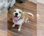 Small #6 Beagle