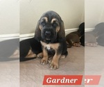 Puppy 4 Bloodhound