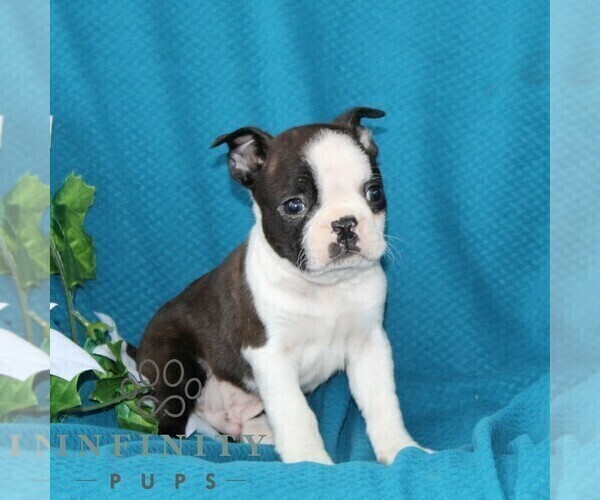 Medium Photo #3 Boston Terrier Puppy For Sale in QUARRYVILLE, PA, USA