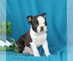 Small #2 Boston Terrier