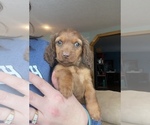 Small Photo #3 Dachshund Puppy For Sale in STELLA, MO, USA